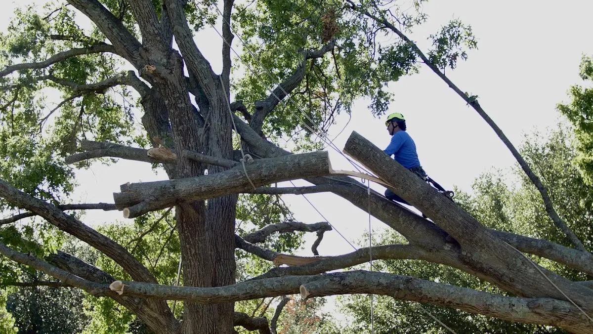 Professional Crown Thinning performed by certified arborists in Deep River