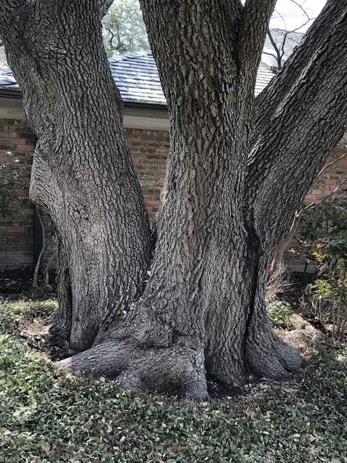 Mature heritage tree close to a Deep River property cared for by certified arborists